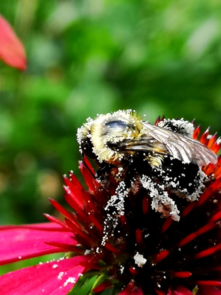 Bumblebee covered with pollen visiting coneflower Echinacea 'Cheyenne Spirit'