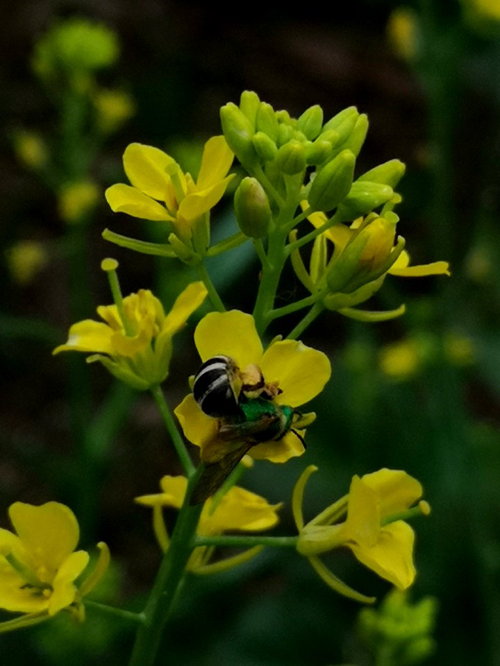 Sweat bee on mustard Brassica juncea