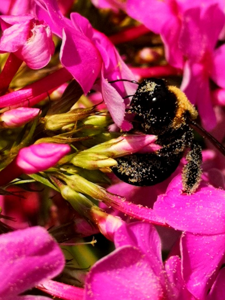 Pollen bee phlox