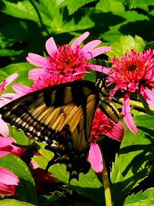 Canadian tiger swallowtail butterfly (Papilio canadensis) visiting coneflower (Echinacea 'Pink Double Delight')