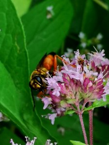 Great golden sand digger wasp Sphex ichneumoneus