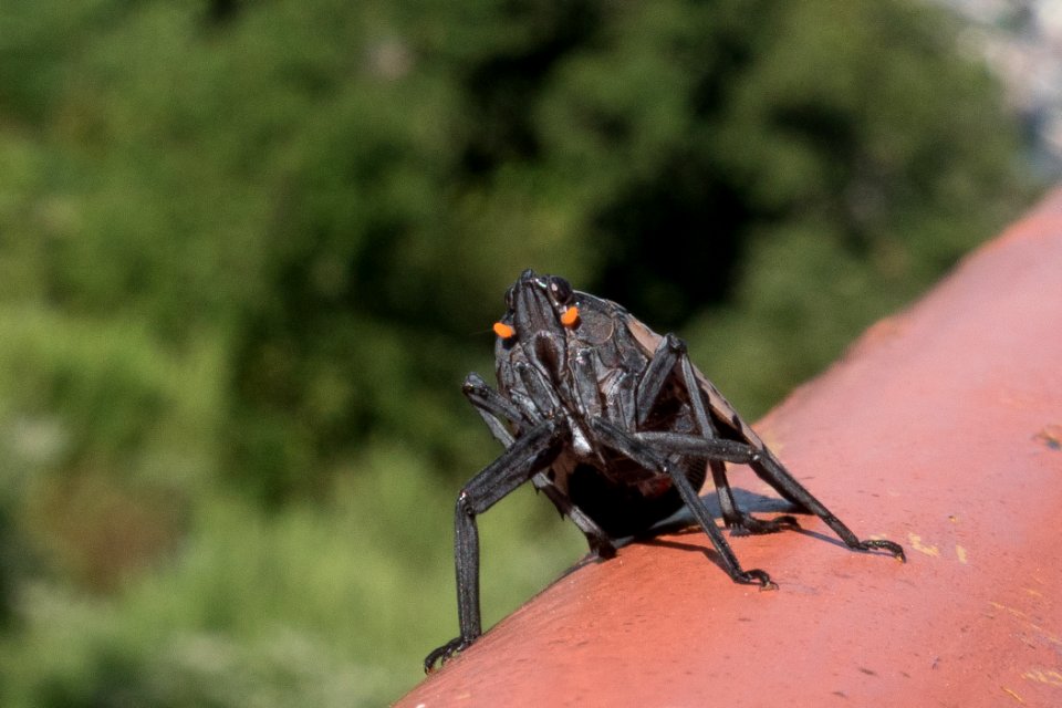 20180830-APHIS-LSC-0331