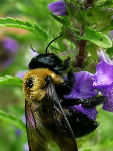 Carpenter bee Xylocopa virginica visiting dragonhead Dracocephalum moldavica