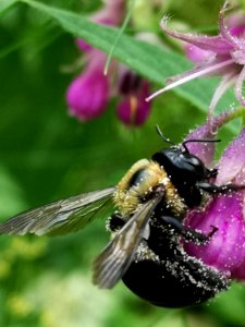 Carpenter bee with pollen on comfrey Symphytum