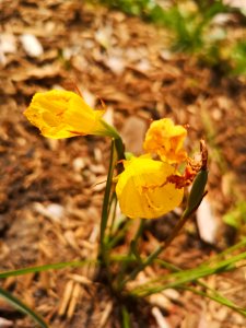 Narcissus bulbocodium