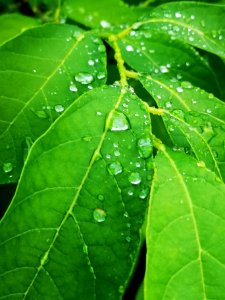 Raindrops on spicebush (Lindera benzoin) leaves. The water beads up like the lotus effect (like on lady's mantle)