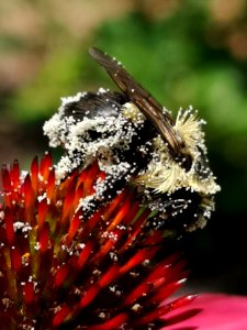 Bumblebee covered with pollen visiting coneflower Echinacea 'Cheyenne Spirit'
