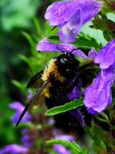 Carpenter bee (Xylocopa virginica) visiting flowers of dragonhead (Dracocephalum moldavica), with pollen