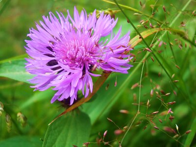Flower slovakia Free photos