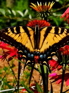 Canadian tiger swallowtail butterfly (Papilio canadensis) visiting coneflower (Echinacea 'Cheyenne Spirit')