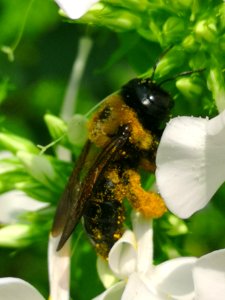 Carpenter bee Xylocopa visiting Phlox paniculata