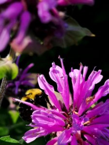 Monarda didyma 'Rose Scented' with bumblebee