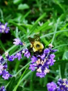 Bumblebee visiting lavender Lavandula
