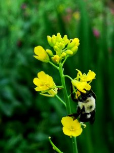 Bumblebee visiting mustard Brassica juncea flowers