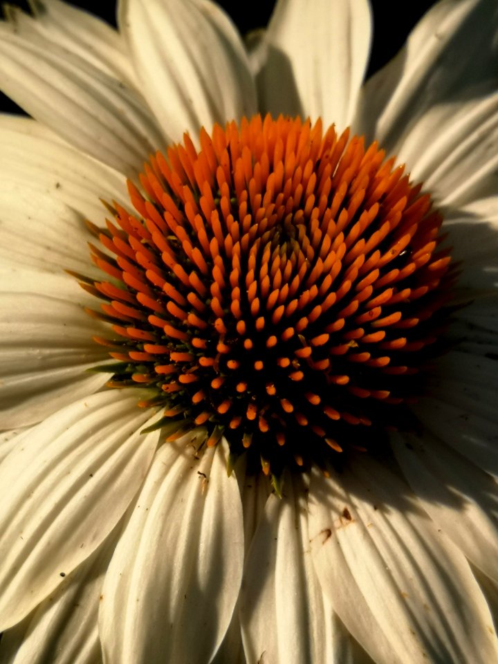 Echinacea PowWow White
