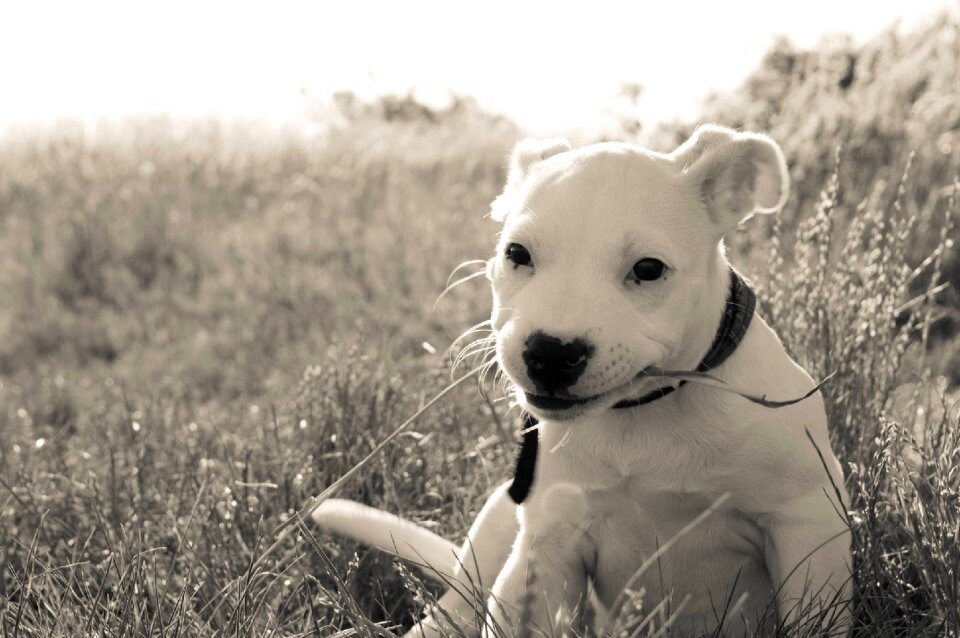 Dog eyes puppy white dog