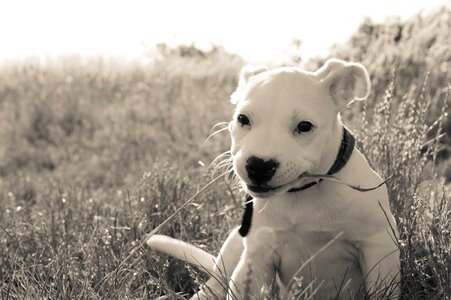 Dog eyes puppy white dog