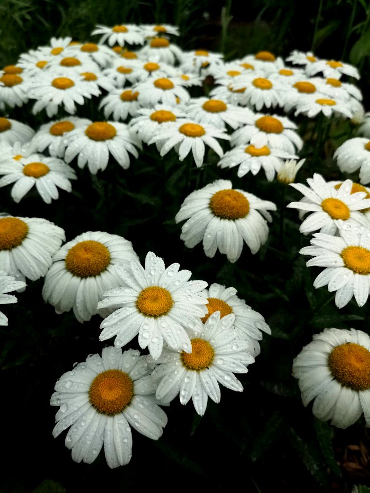 Leucanthemum x superbum 'Snowcap'