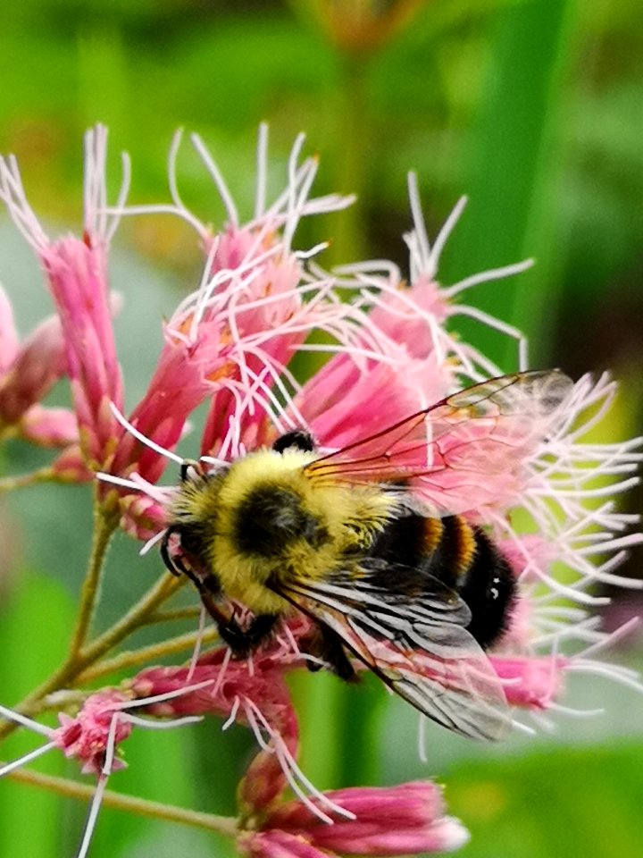Bumblebee visiting Joe Pye weed