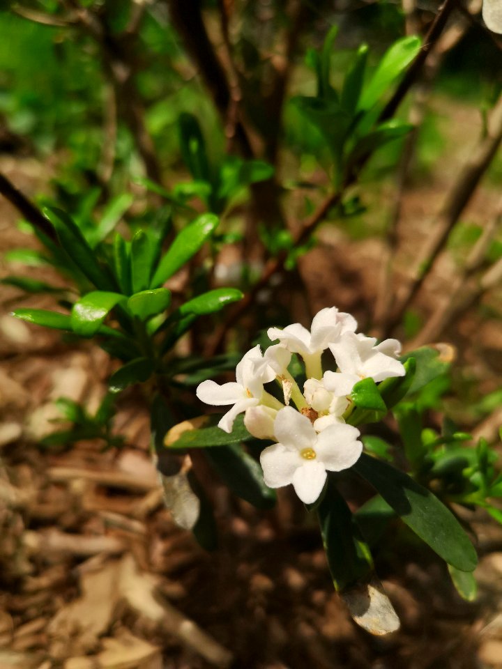 Daphne Eternal Fragrance