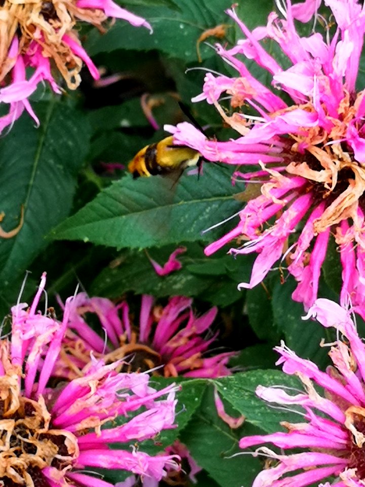 Hemaris diffinis, the snowberry clearwing moth, visiting bee balm Monarda didyma Balmy Pink