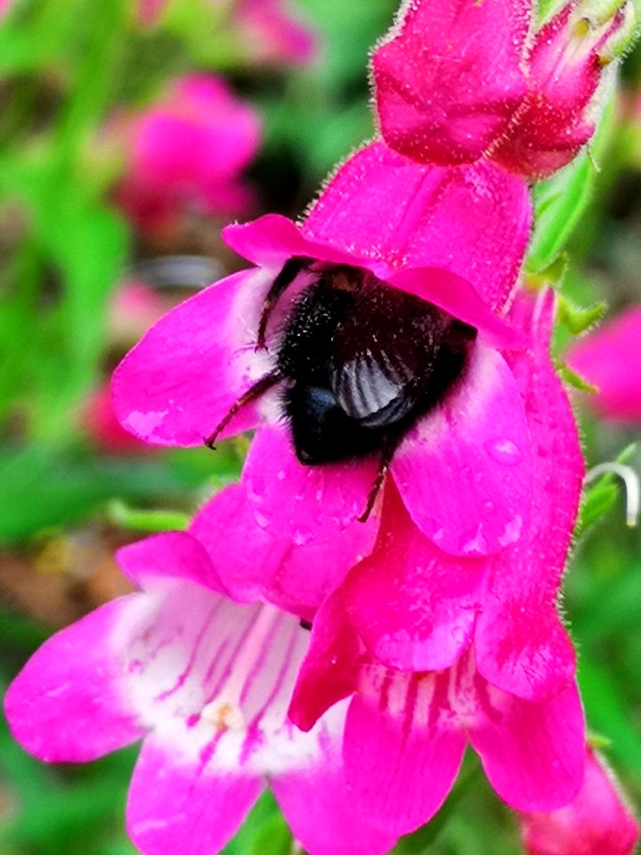 Bumblebee visiting Penstemon Red Rocks