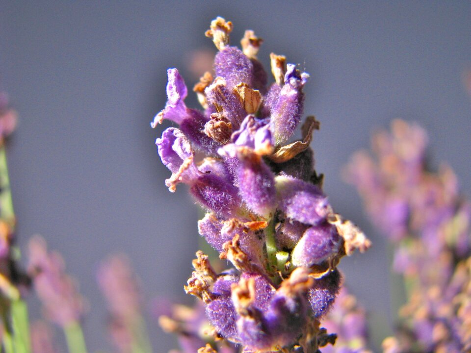 Flowers flora macro