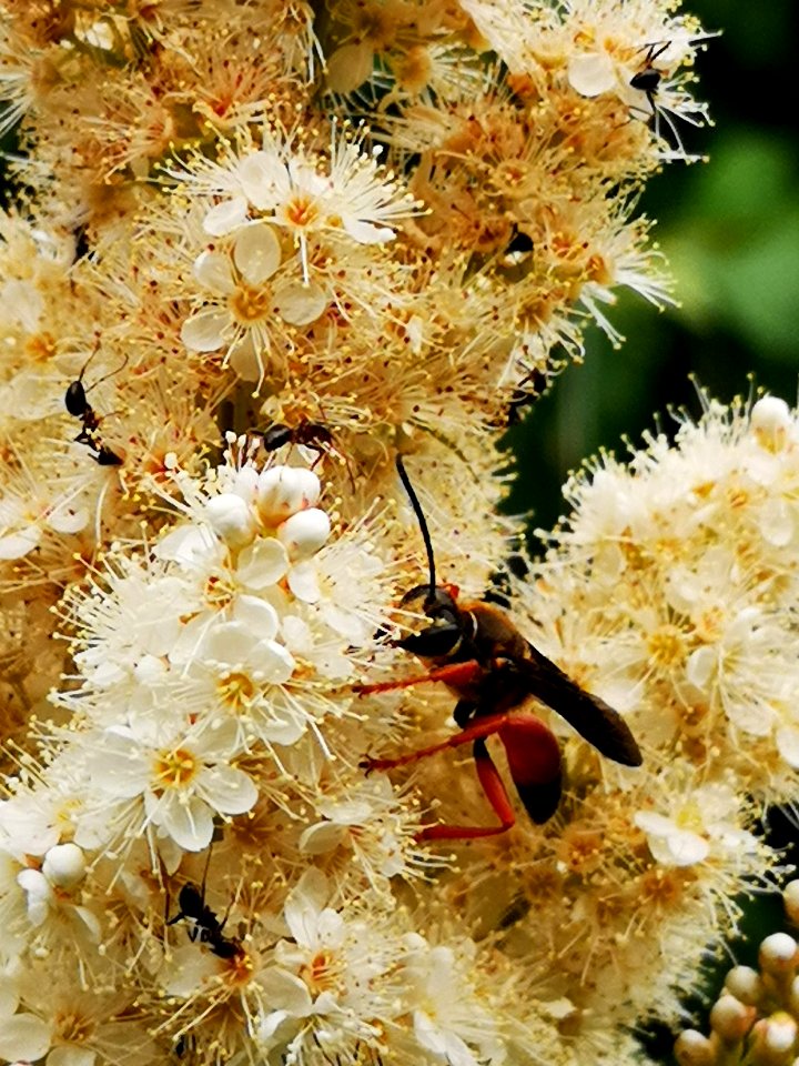 Great golden sand digger wasp (Sphex ichneumoneus) visiting false spirea (Sorbaria sorbifolia 'Sem') flowers