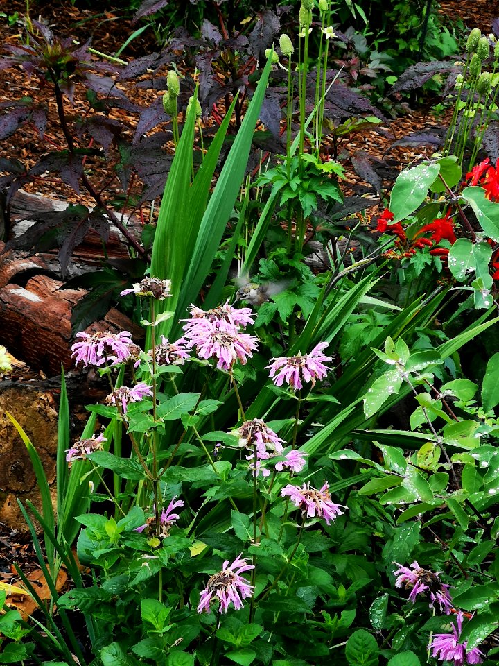 Hummingbird visiting bee balm Monarda didyma 'Rose Scented'