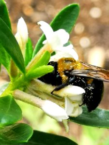 Carpenter bee nectar robbing Daphne (hybrid Eternal Fragrance) flowers, with pollen