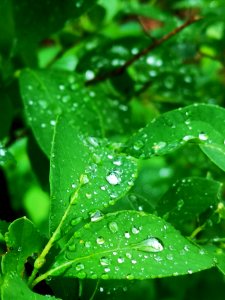 Raindrops on spicebush (Lindera benzoin) leaves. The water beads up like the lotus effect (like on lady's mantle)