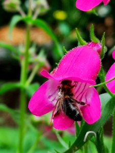 Bee in beardtongue (Penstemon 'Red Rocks') photo