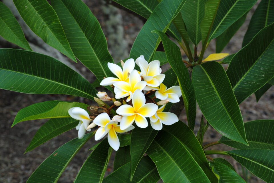 Tropical blossom petals