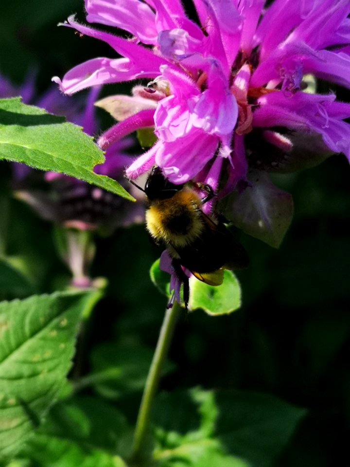 Monarda didyma 'Rose Scented' with bumblebee