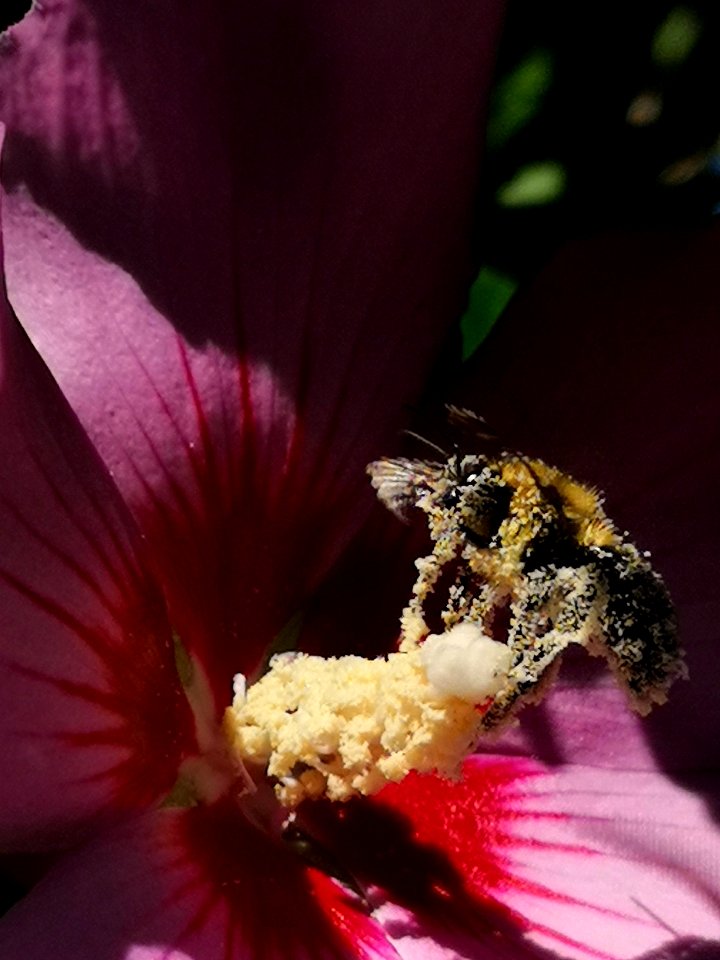 Bumblebee covered with pollen from rose of Sharon Hibiscus syriacus