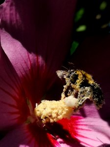 Bumblebee covered with pollen from rose of Sharon Hibiscus syriacus photo