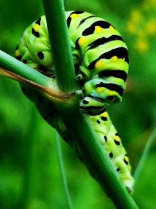 Black swallowtail butterfly caterpillar (Papilio polyxenes) on fennel (Foeniculum vulgare)