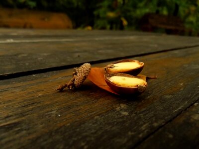Wood nature brown