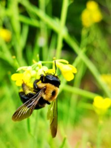 Carpenter bee Xylocopa visiting mustard flowers Brassica juncea