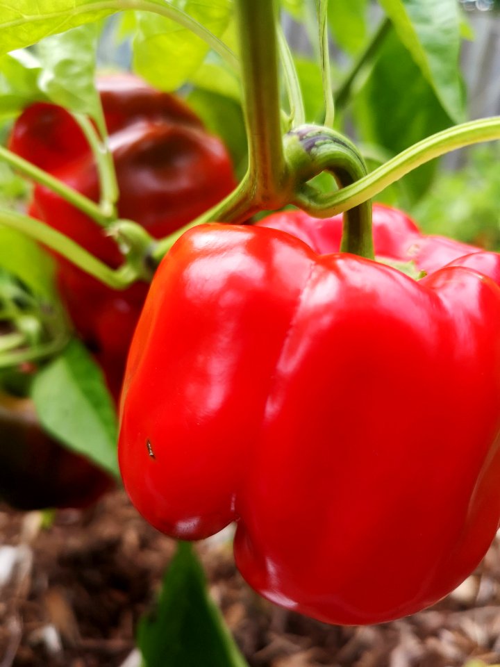 King Crimson pepper