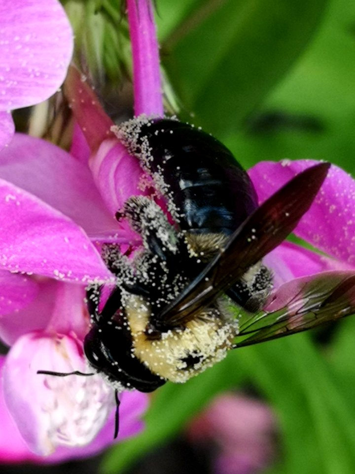 Carpenter bee nectar robbing Phlox paniculata