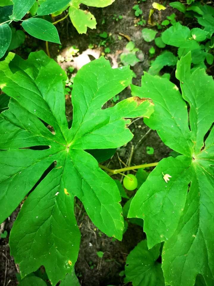 Mayapple (Podophyllum)