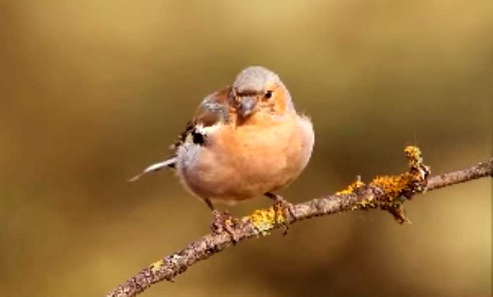 The citril finch