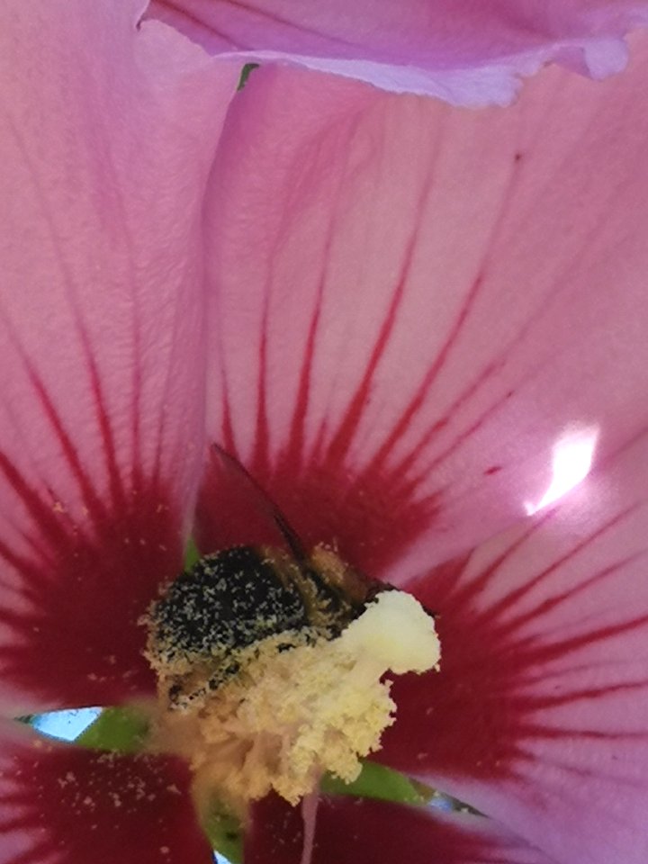 Bumblebee covered in pollen from rose of Sharon (Hibiscus syriacus)