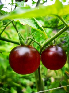 Dancing with Smurfs blue (antho) cherry tomatoes