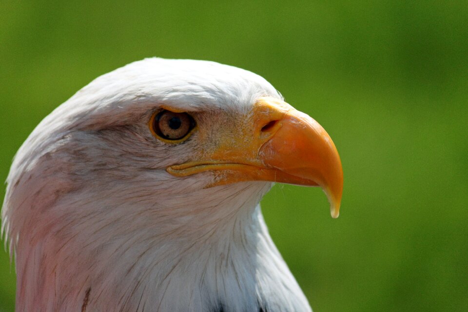 Bald-eagle eyes portrait