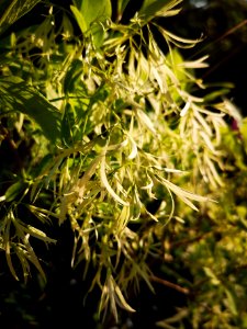 Fringetree (Chionanthus virginicus)