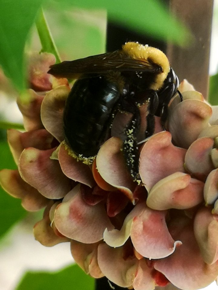 Carpenter bee Xylocopa virginica visiting hopniss Apios americana flowers