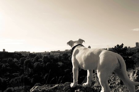Dog eyes puppy white dog