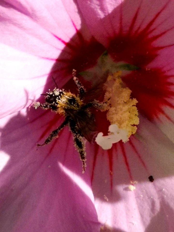 Bumblebee covered in pollen from rose of Sharon (Hibiscus syriacus)